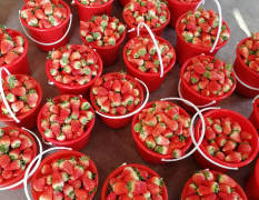 2018河东草莓 久香草莓上市了