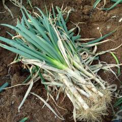 2018安丘大棚葱大量出售中，葱秆粗高