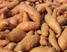 山东莱西纯沙土地，出产的各种红薯条形好
