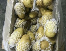 莱城土豆 大量出售冷库荷兰十五土豆