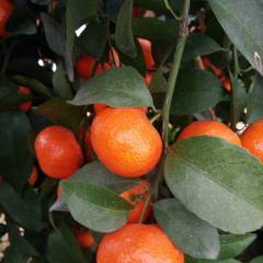 2018鹿寨沙糖桔 万亩沙糖桔以上市