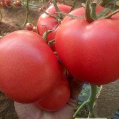 山东省临沂市费县万亩西红柿种植基地