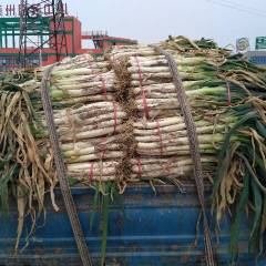 滕州市万亩长白大葱和铁杆钢葱