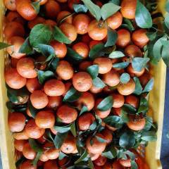 广东东莞沙糖桔欢迎合作