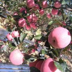 山西运城临猗赵村水果合作社