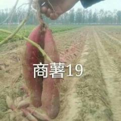 红薯专业代办，孙清河