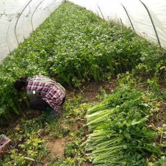 砀山芹菜发白发亮，种植面积大