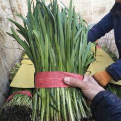 河北秦皇岛昌黎汉中韭菜头刀大量上市