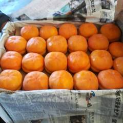 河北遵化金奎:1月磨盘柿子