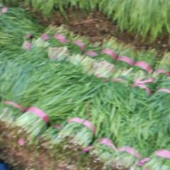 2018莘县韭菜 本合作社种植韭菜面积很大