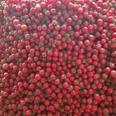 莘县圣女果价格适宜