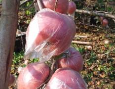 2018砀山苹果 农家自己种植 正宗红富士