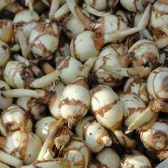 求购大量广东或广西地区茨菇（慈菇）