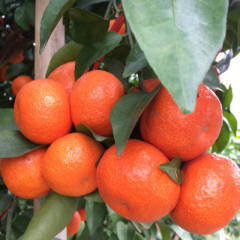 荔浦求购沙糖桔20万斤，要求无药害