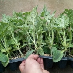 山东青州高品质早春红玉礼品西瓜嫁接苗十万颗