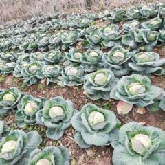 湖南君山球茎甘蓝假一赔十