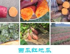 长汀西瓜红红薯 种植面积有扩大趋势