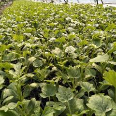 埇桥我育苗基地常年出售嫁接西瓜苗