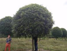 郫县绿化苗木 出售米径12公分桂花树