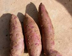 宜城红薯火爆招商 紫薯种植面积也在扩大