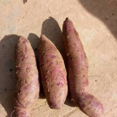 宜城红薯火爆招商 紫薯种植面积也在扩大