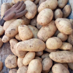 诚信武川，土豆代办经纪人