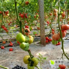 聊城市高唐县尹集镇塘洼村大量供应西红柿