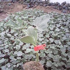 河南宛城嫁接西瓜，提供嫁接西瓜，甜瓜苗