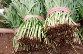 山东莘县张寨无公害韭菜基地