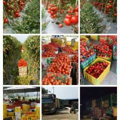 中国广西田阳县西红柿圣女果之乡