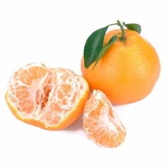 四川东坡春见（粑粑柑）火热预定中