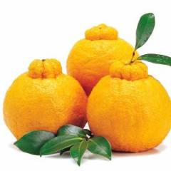 2018东坡柑橘 不知火（丑柑）预定啦