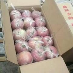 大荔县冷库膜袋红富士苹果价格红富士苹果基地