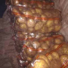 武川土豆大量掉价，品种齐全