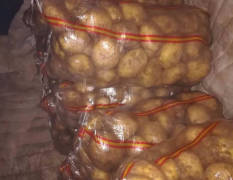 武川土豆大量掉价，品种齐全