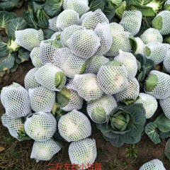 嘉鱼甘蓝 小甘蓝，品种有司特丹，绿源
