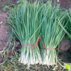 山东莘县这里聊城韭菜的主要产地之一