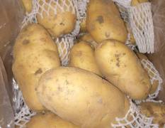平度荷兰十五土豆，当年冷库存货