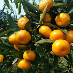 广西玉州马水橘 马水橘，又称年橘