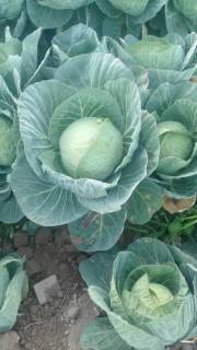 西昌甘蓝大量上市，本地交通便利