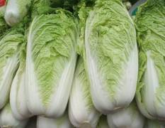 泗水白菜十几万斤白菜，求收购。低价销售