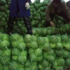 河南新野甘蓝大量上市，价格低质量好