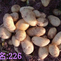 2018集宁土豆黄沙土地土豆，个头大皮色好