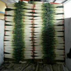 安丘大葱全国闻名，大葱白长白硬