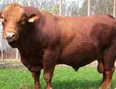 2018定襄肉牛 提供各个品种的牛苗，牛犊