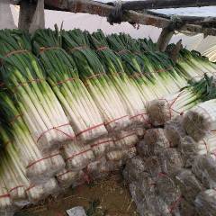 费县大葱面积大质量优价格平稳