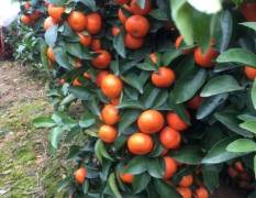象州县自家有砂糖橘几十亩，全部盖膜待售