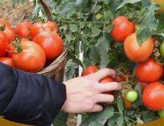 荔城西红柿 近期西红柿价格上涨