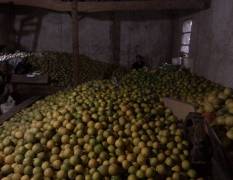 供应常山胡柚17万吨每年 欢迎全国批发商来采购