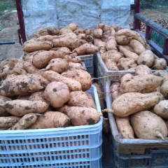 莱城苗山郭恒刚10月烟薯系列红薯